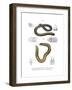 Smallhead Worm Lizard-null-Framed Giclee Print