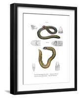 Smallhead Worm Lizard-null-Framed Giclee Print