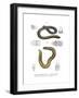 Smallhead Worm Lizard-null-Framed Giclee Print