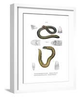 Smallhead Worm Lizard-null-Framed Giclee Print