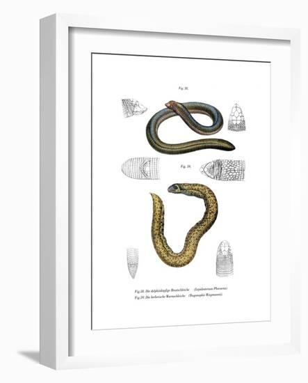 Smallhead Worm Lizard-null-Framed Giclee Print