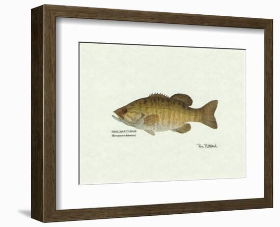 Smallmouth Bass Fish-Ron Pittard-Framed Art Print