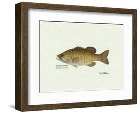 Smallmouth Bass Fish-Ron Pittard-Framed Art Print