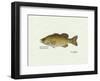 Smallmouth Bass Fish-Ron Pittard-Framed Art Print