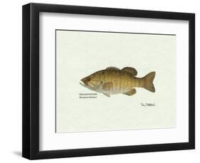 Smallmouth Bass Fish-Ron Pittard-Framed Art Print