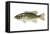 Smallmouth Bass (Micropterus Dolomieui), Fishes-Encyclopaedia Britannica-Framed Stretched Canvas