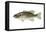 Smallmouth Bass (Micropterus Dolomieui), Fishes-Encyclopaedia Britannica-Framed Stretched Canvas