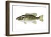 Smallmouth Bass (Micropterus Dolomieui), Fishes-Encyclopaedia Britannica-Framed Art Print