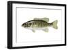 Smallmouth Bass (Micropterus Dolomieui), Fishes-Encyclopaedia Britannica-Framed Art Print