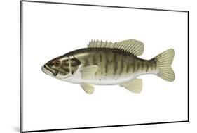 Smallmouth Bass (Micropterus Dolomieui), Fishes-Encyclopaedia Britannica-Mounted Art Print