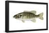 Smallmouth Bass (Micropterus Dolomieui), Fishes-Encyclopaedia Britannica-Framed Poster