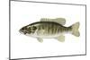 Smallmouth Bass (Micropterus Dolomieui), Fishes-Encyclopaedia Britannica-Mounted Poster