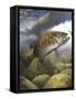 Smallmouth Bass-Larry Tople-Framed Stretched Canvas