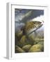 Smallmouth Bass-Larry Tople-Framed Giclee Print