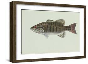 Smallmouth Bass-null-Framed Giclee Print