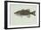 Smallmouth Bass-null-Framed Giclee Print