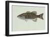 Smallmouth Bass-null-Framed Giclee Print