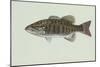 Smallmouth Bass-null-Mounted Giclee Print