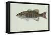 Smallmouth Bass-null-Framed Stretched Canvas