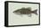 Smallmouth Bass-null-Framed Stretched Canvas