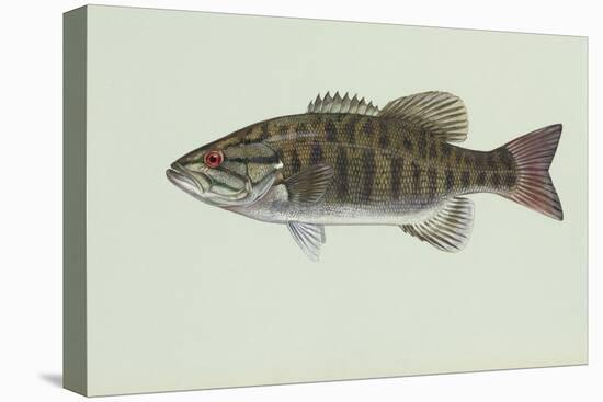 Smallmouth Bass-null-Stretched Canvas