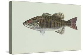 Smallmouth Bass-null-Stretched Canvas