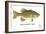 Smallmouth Bass-Mark Frost-Framed Giclee Print