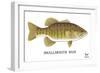 Smallmouth Bass-Mark Frost-Framed Giclee Print