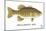 Smallmouth Bass-Mark Frost-Mounted Giclee Print