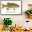 Smallmouth Bass-Mark Frost-Framed Stretched Canvas displayed on a wall