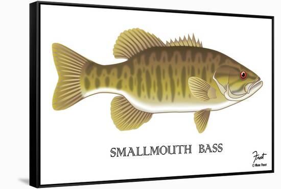 Smallmouth Bass-Mark Frost-Framed Stretched Canvas