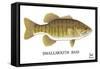 Smallmouth Bass-Mark Frost-Framed Stretched Canvas