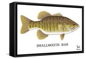 Smallmouth Bass-Mark Frost-Framed Stretched Canvas