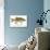 Smallmouth Bass-Mark Frost-Giclee Print displayed on a wall