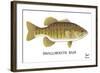 Smallmouth Bass-Mark Frost-Framed Giclee Print