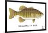 Smallmouth Bass-Mark Frost-Framed Giclee Print