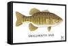 Smallmouth Bass-Mark Frost-Framed Stretched Canvas