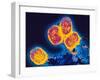 Smallpox Variola Viruses-PASIEKA-Framed Photographic Print