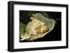 Smallscale Scorpionfish-Hal Beral-Framed Photographic Print