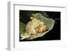 Smallscale Scorpionfish-Hal Beral-Framed Photographic Print
