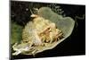 Smallscale Scorpionfish-Hal Beral-Mounted Photographic Print