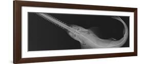 Smalltooth Sawfish-Sandra J. Raredon-Framed Art Print