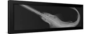 Smalltooth Sawfish-Sandra J. Raredon-Framed Art Print