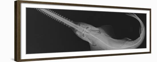 Smalltooth Sawfish-Sandra J. Raredon-Framed Premium Giclee Print