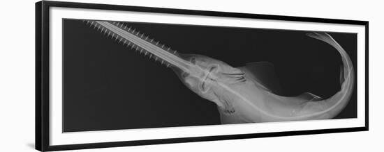 Smalltooth Sawfish-Sandra J. Raredon-Framed Premium Giclee Print