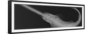 Smalltooth Sawfish-Sandra J. Raredon-Framed Premium Giclee Print