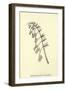 Smalltoothcombia Domestica-Edward Lear-Framed Giclee Print