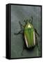 Smaragdesthes Africana (Flower Beetle)-Paul Starosta-Framed Stretched Canvas