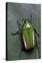 Smaragdesthes Africana (Flower Beetle)-Paul Starosta-Stretched Canvas