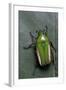 Smaragdesthes Africana (Flower Beetle)-Paul Starosta-Framed Photographic Print
